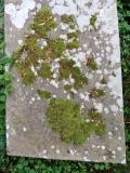 image of grave number 584163